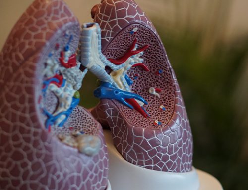 BerriQi® lung sections and explanations