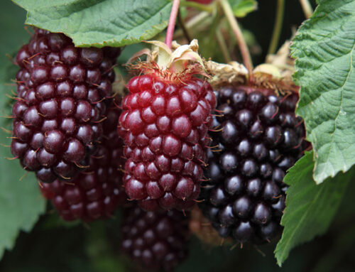 This fruit called Boysenberry