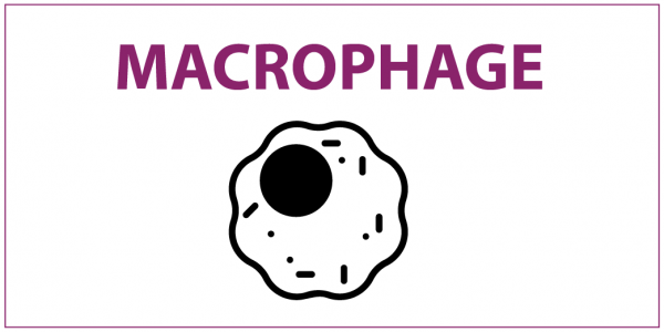 berriqi-macrophage